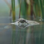 Alligator Eye